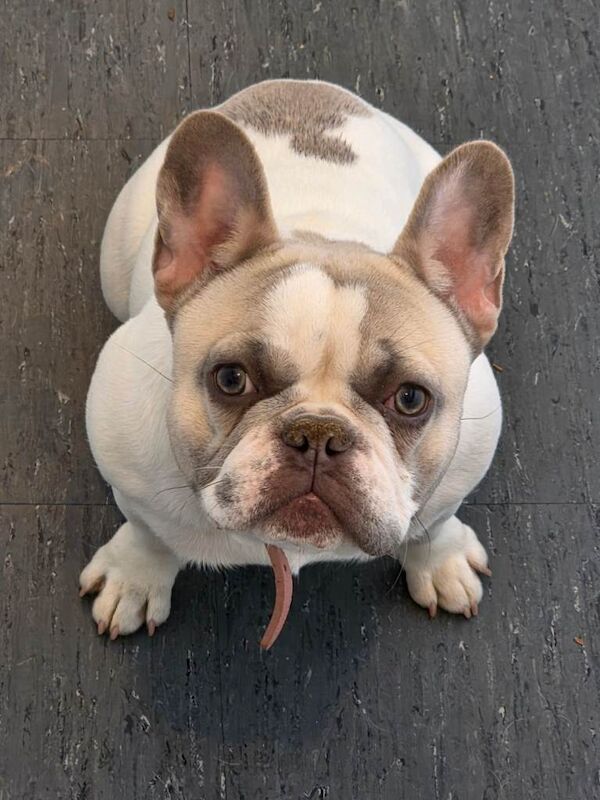 French bulldog puppy - Image 2 of 5