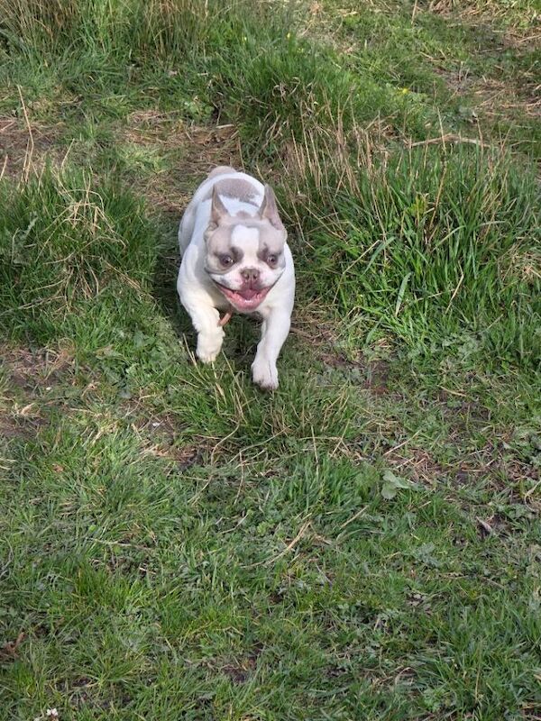 French bulldog puppy - Image 3 of 5