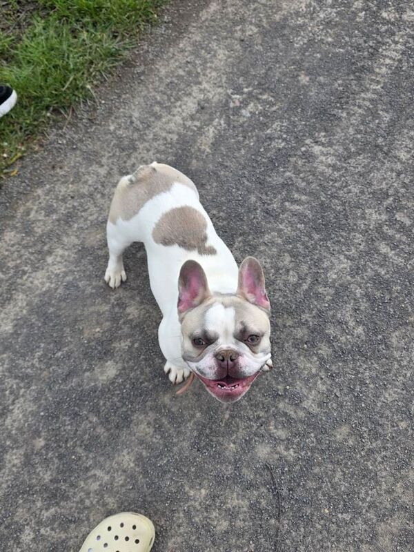 French bulldog puppy - Image 4 of 5