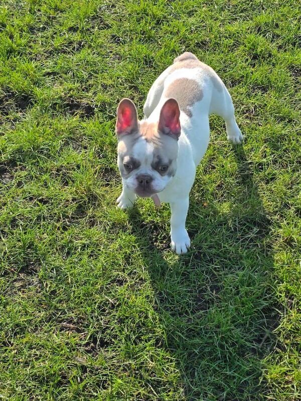 French bulldog puppy - Image 5 of 5
