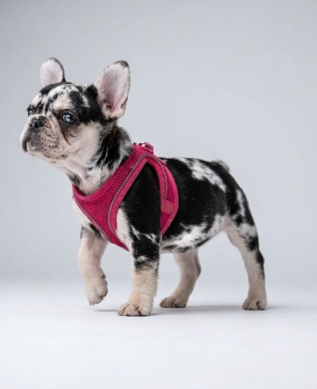 French bulldog puppy