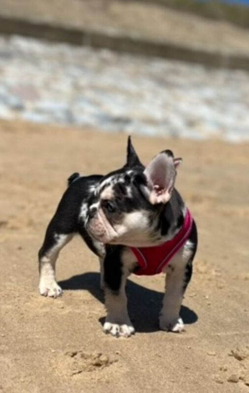 French bulldog puppy - Image 2 of 3