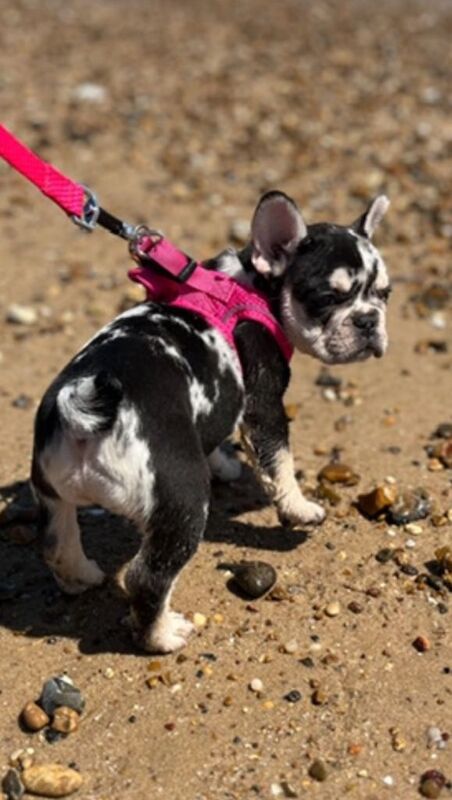 French bulldog puppy - Image 3 of 3