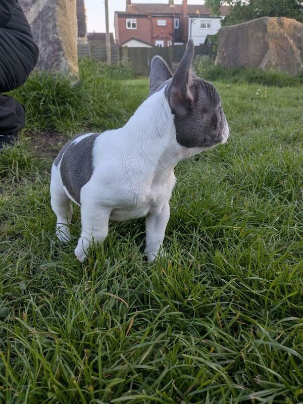 French bulldog puppy - Image 2 of 3