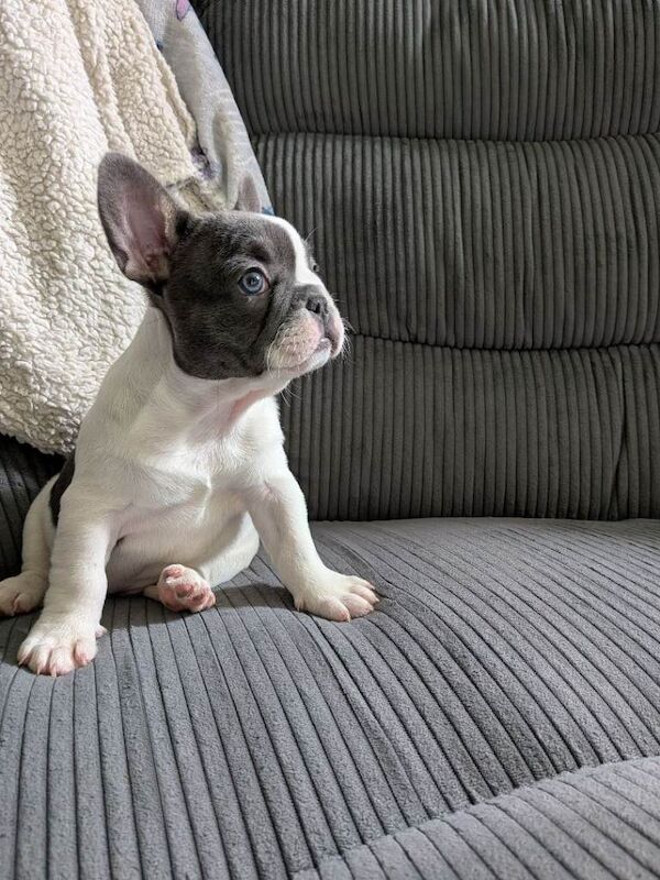 French bulldog puppy - Image 3 of 3