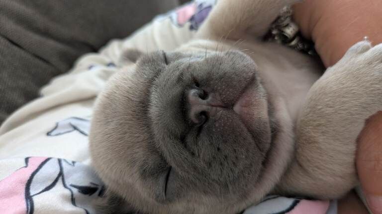 French Bulldog Puppy ️