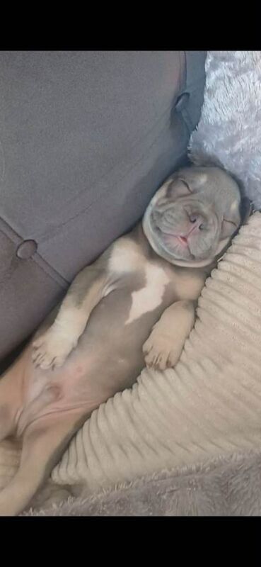 French Bulldog Puppies For Sale Under £1,000