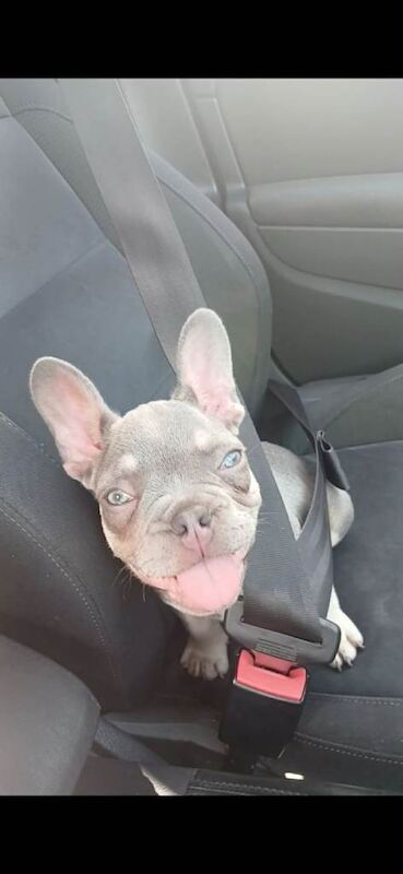 French bulldog puppy - Image 2 of 5