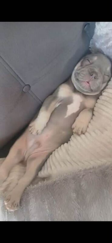 French bulldog puppy - Image 3 of 5