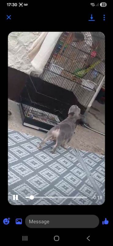 French bulldog puppy - Image 5 of 5