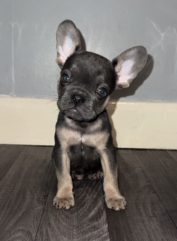 French Bulldog puppies for sale in King's Lynn, Norfolk – KC registered, 12 weeks old