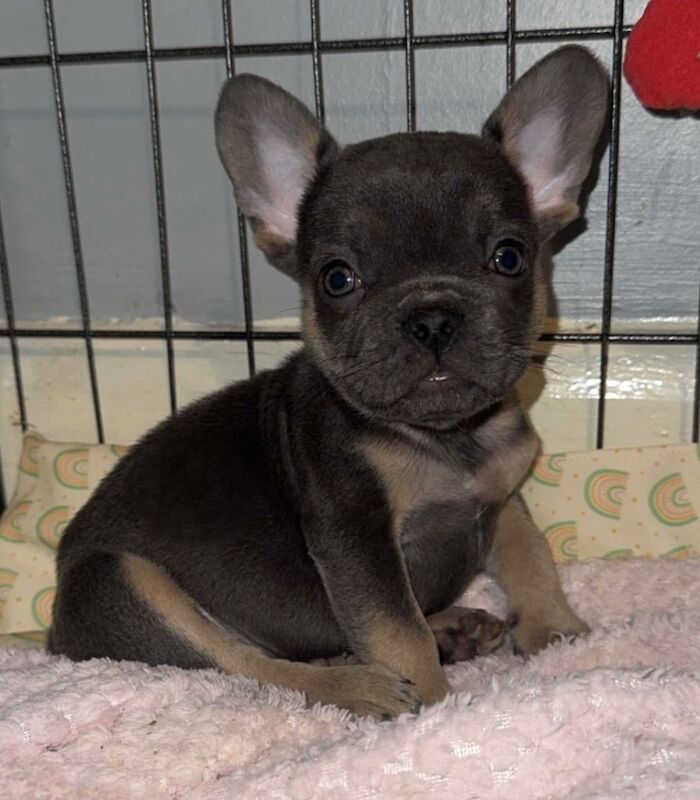 French Bulldog puppies for sale in King's Lynn, Norfolk – KC registered, 12 weeks old - Image 2 of 5