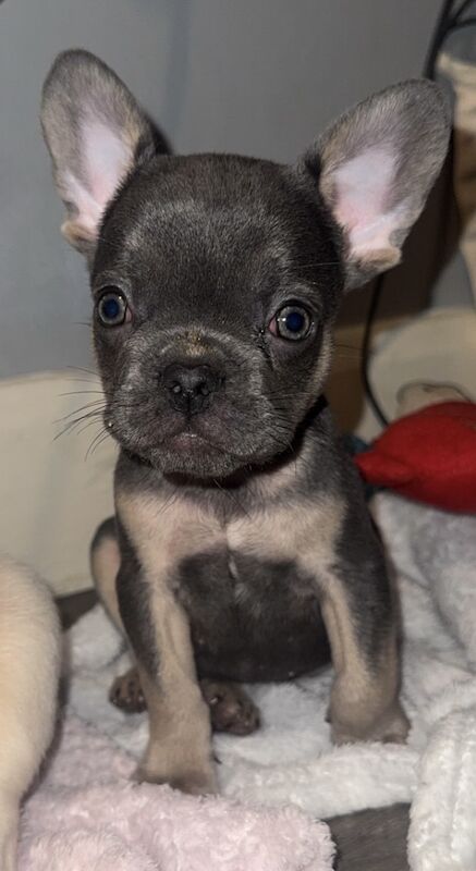 French Bulldog puppies for sale in King's Lynn, Norfolk – KC registered, 12 weeks old - Image 4 of 5