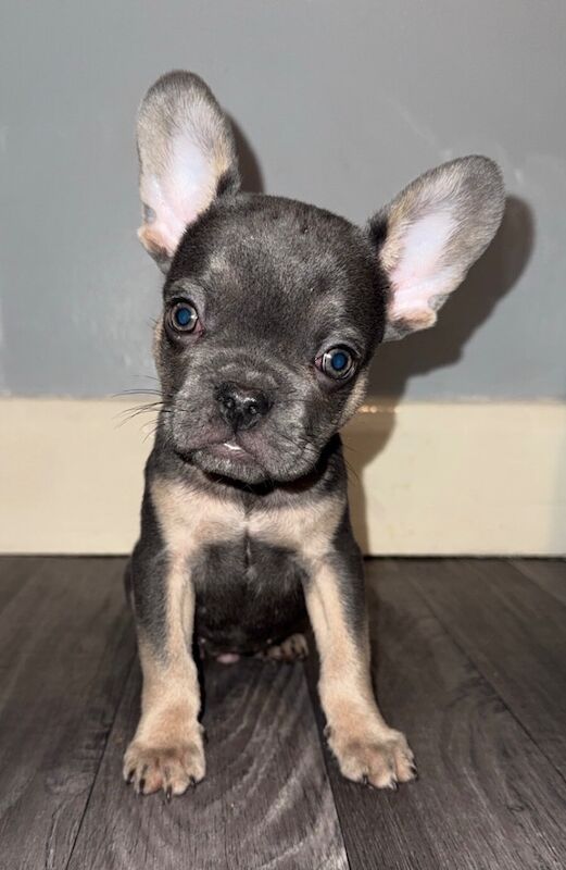 French Bulldog puppies for sale in King's Lynn, Norfolk – KC registered, 12 weeks old - Image 5 of 5