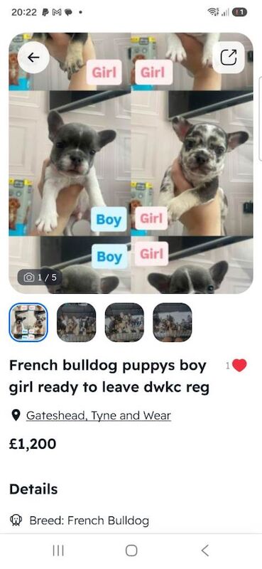 French bulldog puppy boy girl