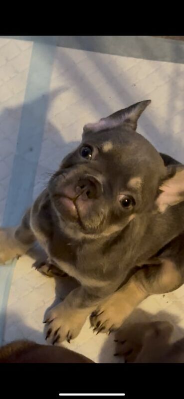 French Bulldog puppies for sale in Old Trafford, Greater Manchester – 8 weeks old