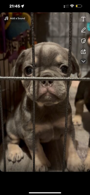 French Bulldog puppies for sale in Old Trafford, Greater Manchester – 8 weeks old - Image 2 of 3
