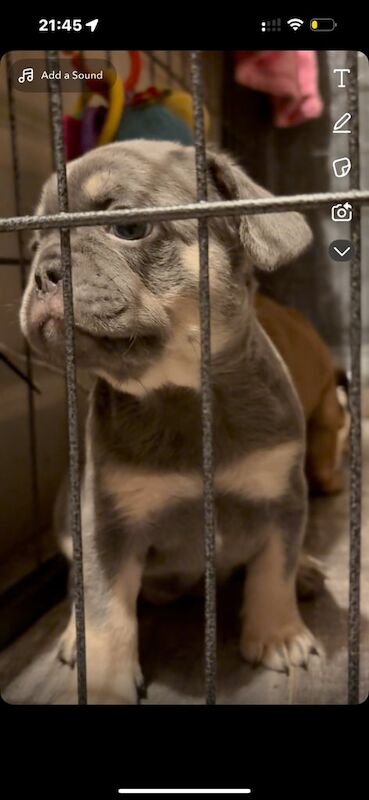 French Bulldog puppies for sale in Old Trafford, Greater Manchester – 8 weeks old - Image 3 of 3