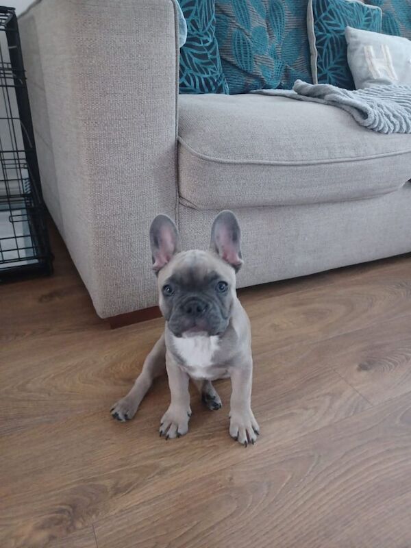 French Bulldog Puppy for sale in Enfield, Greater London