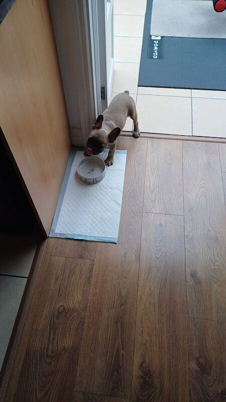 French Bulldog Puppy for sale in Enfield, Greater London | Image 2