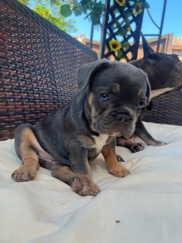 French Bulldog puppies for sale in Peterborough, Cambridgeshire β 9 weeks old