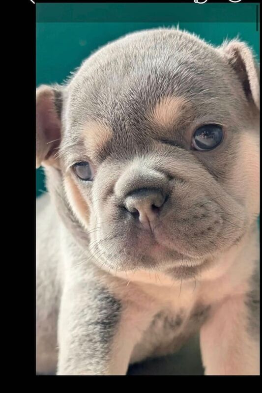 French Bulldog puppies for sale in Islington, Greater London – 7 weeks old
