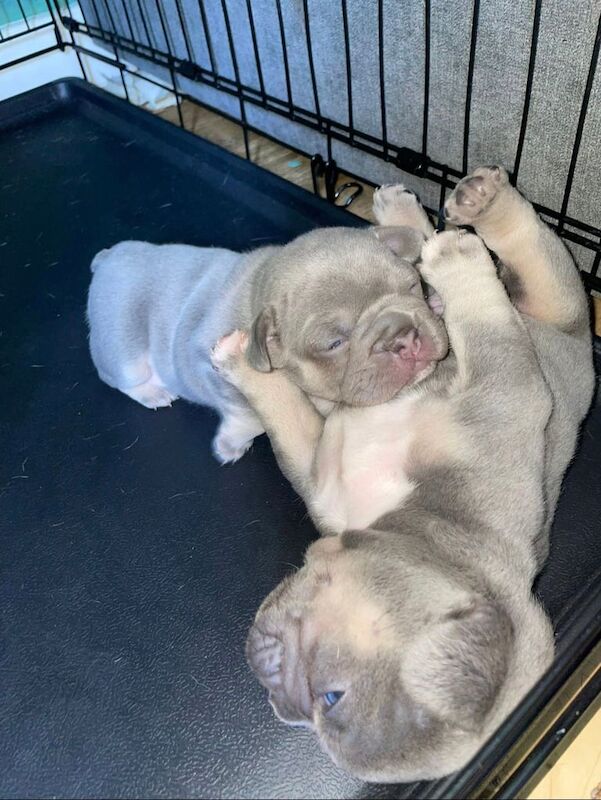 French Bulldog puppies for sale in Islington, Greater London – 7 weeks old - Image 2 of 3