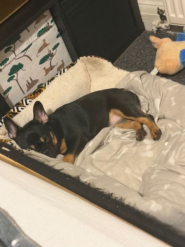 French Bulldog puppies for sale in Kenton, London – 6 months old