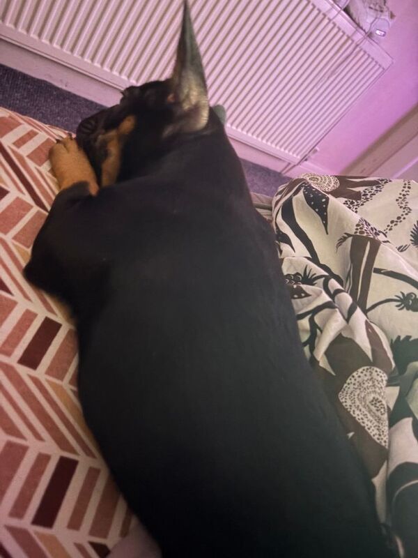 French Bulldog puppies for sale in Kenton, London – 6 months old - Image 2 of 3