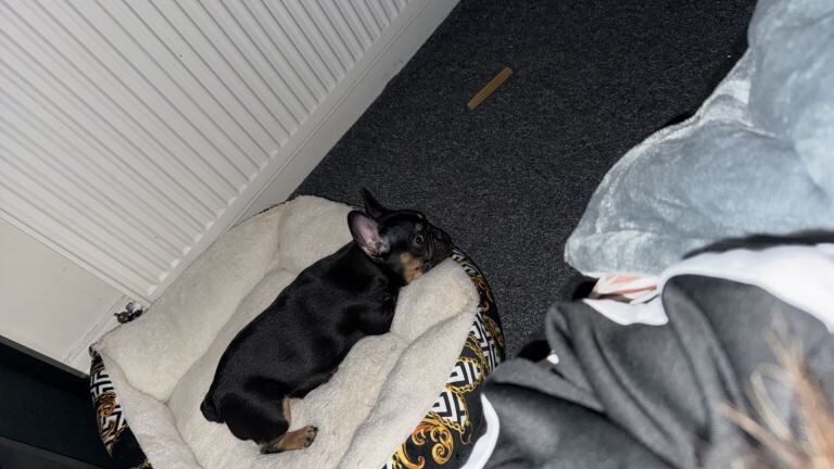 French Bulldog puppies for sale in Kenton, London – 6 months old - Image 3 of 3