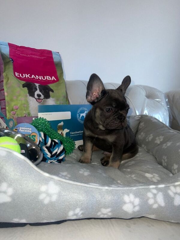 French Bulldog Puppy For Sale *Fluffy carrier*
