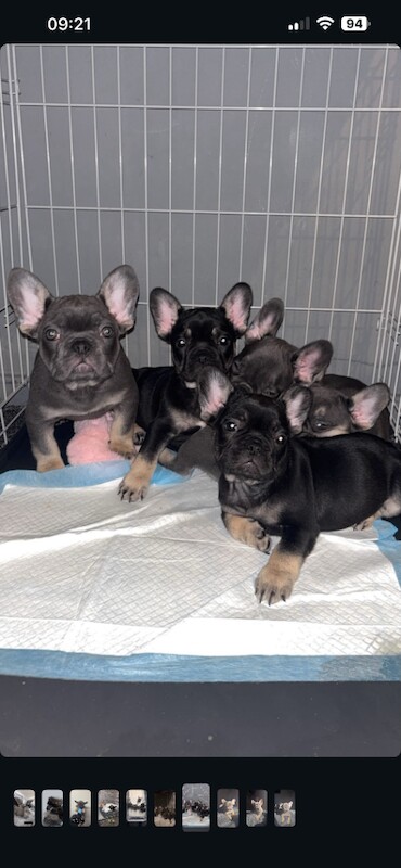 French Bulldog Puppy For Sale *Fluffy carrier* - Image 2 of 3