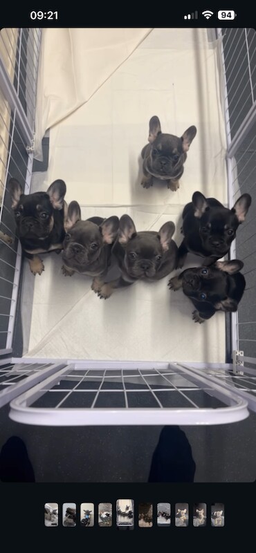 French Bulldog Puppy For Sale *Fluffy carrier* - Image 3 of 3