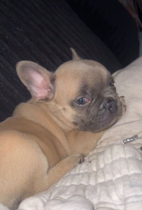 Frenchie Puppies For Sale