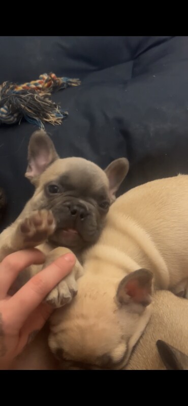 French bulldog puppy for sale ready to leave - Image 2 of 6