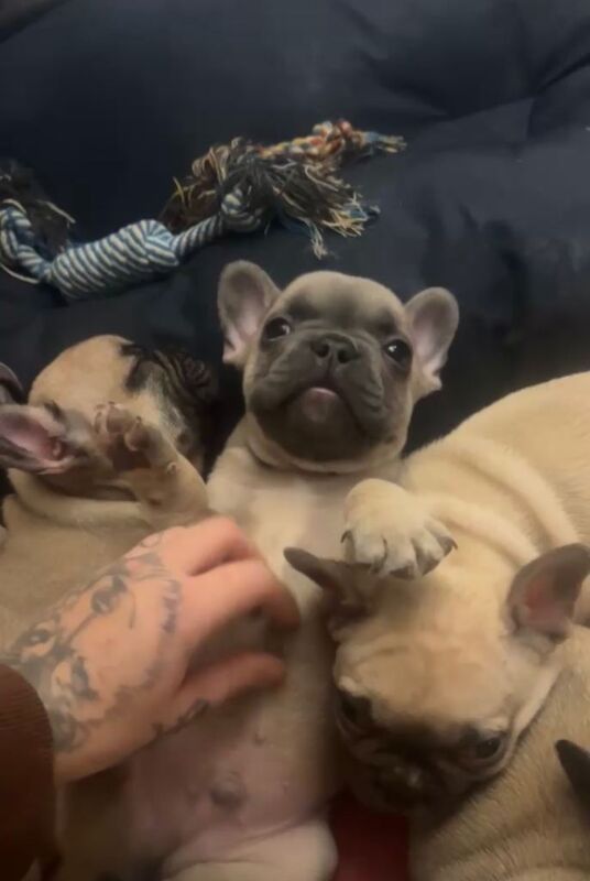 French bulldog puppy for sale ready to leave - Image 3 of 6
