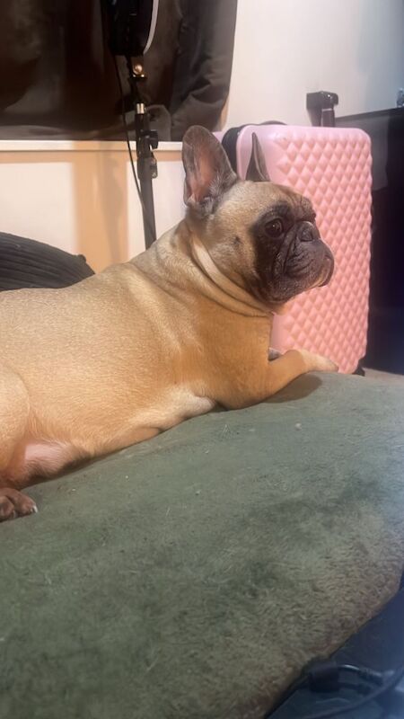 French bulldog puppy for sale ready to leave - Image 4 of 6