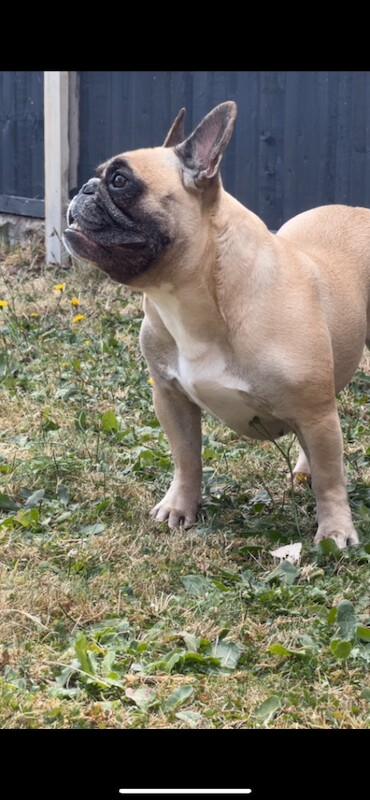 French bulldog puppy for sale ready to leave - Image 5 of 6