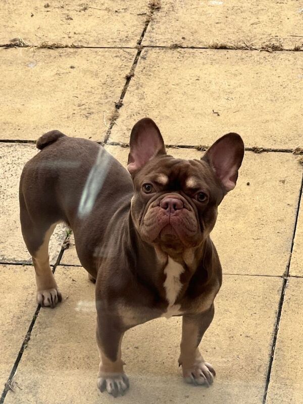French bulldog puppy for sale ready to leave - Image 6 of 6
