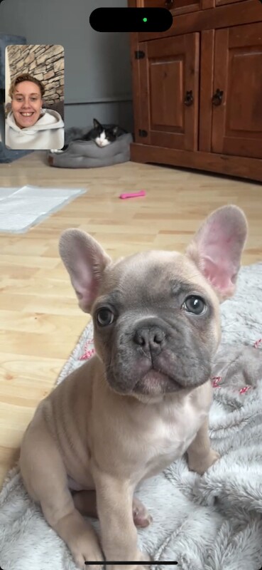 French bulldog puppy girl - Image 2 of 2