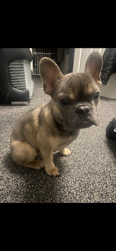 French Bulldog puppies for sale in Eastleigh, Hampshire – KC registered, 6 months old