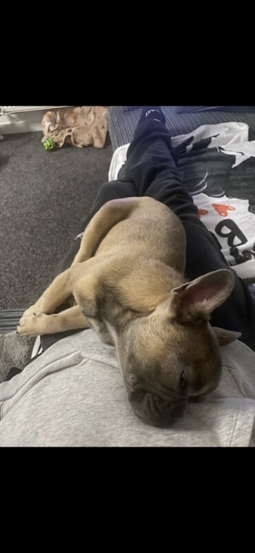 French Bulldog puppies for sale in Eastleigh, Hampshire – KC registered, 6 months old - Image 2 of 4