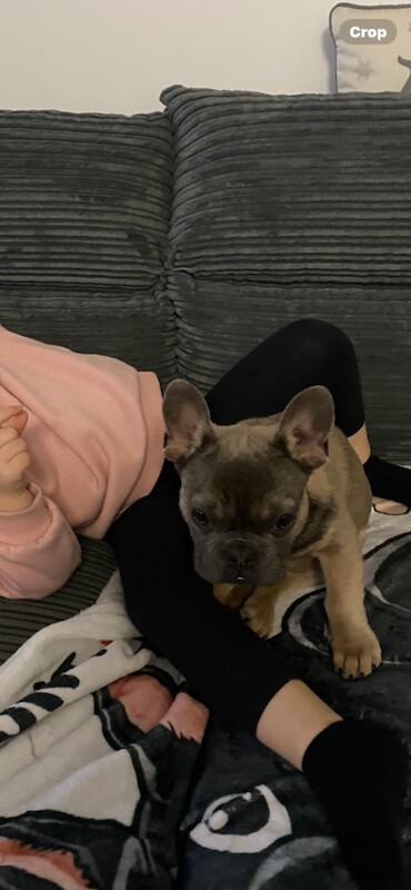 French Bulldog puppies for sale in Eastleigh, Hampshire – KC registered, 6 months old - Image 4 of 4