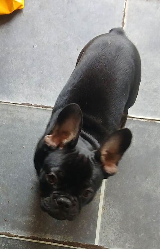 Kennel Club Registered French Bulldog Puppies For Sale