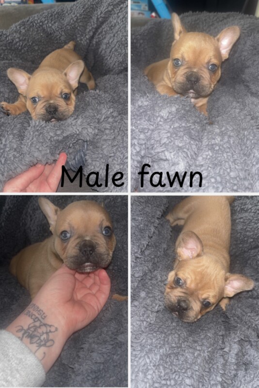 French bulldog puppy male