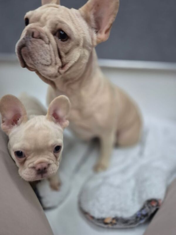 French Bulldog puppy - Image 2 of 3