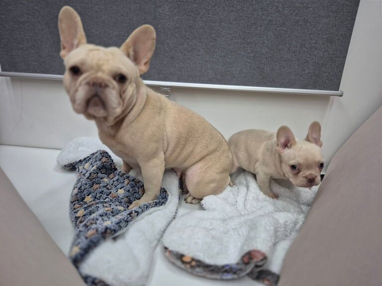 French Bulldog puppy - Image 3 of 3