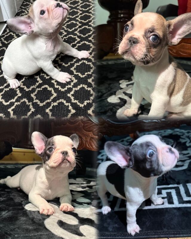 French Bulldog puppies for sale in Leytonstone, Greater London – 8 weeks old