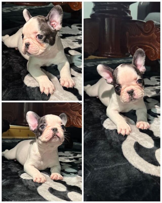 French Bulldog puppies for sale in Leytonstone, Greater London – 9 weeks old - Image 2 of 3