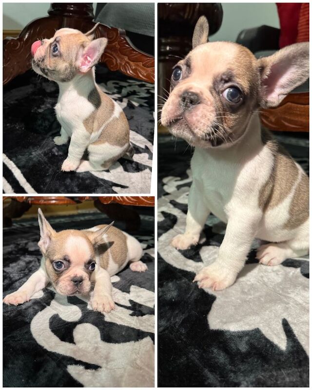French Bulldog puppies for sale in Leytonstone, Greater London – 9 weeks old - Image 3 of 3
